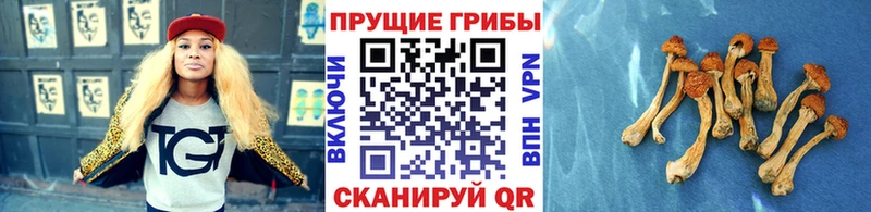 Псилоцибиновые грибы ЛСД KRAKEN маркетплейс Старица